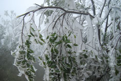 Sa Pa ngập chìm trong biển sương dày đặc